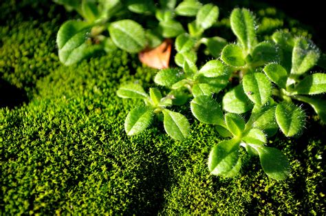 Green Moss Macro Free Stock Photo Public Domain Pictures