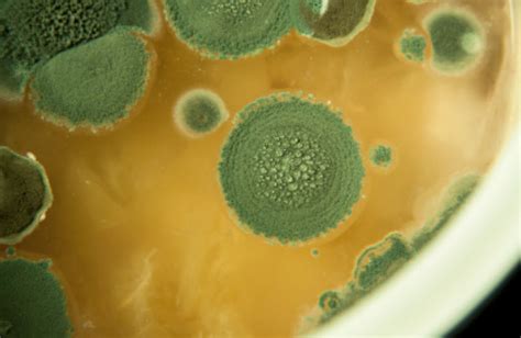 aspergillus dangerous mold  plants