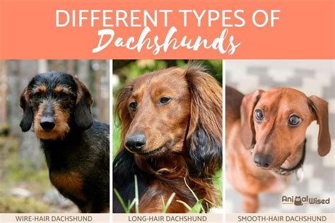 10 Types Of Dachshunds And Wiener Dogs With Photos