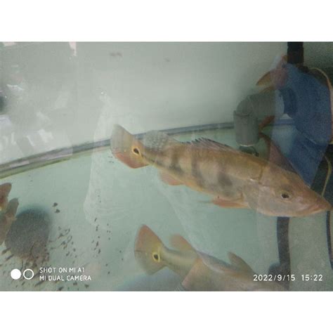 jual pbas mono cm shopee indonesia