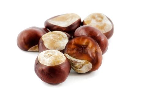 Chestnut, Seeds with Capsule of Horse Chestnut Aesculus Hippocastanum ...