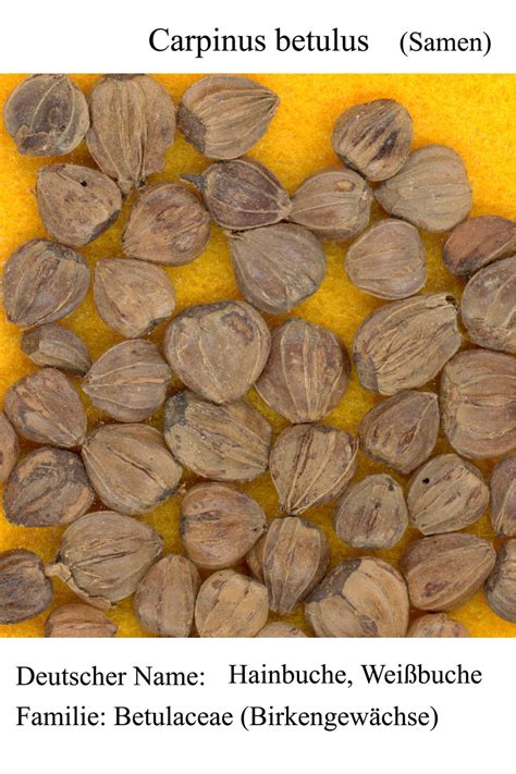 Seedsbeechhornbeamtreehornbeam Seed Free Image From