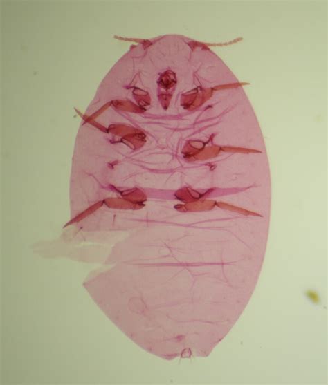 Phenococcus Solenopsis Bioquipbugs