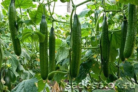 Огурцы - Сад 6 соток