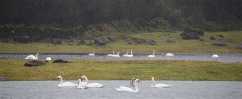 19 Wild Swans at Coole | The View From Here