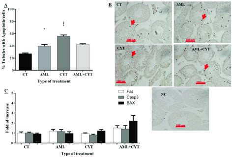 Effect Of Aml And Cyt On Apoptosis Of Spermatogenic Cells In Testicular