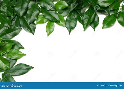 Leafy Border Stock Image Image 2591021