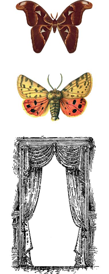 Contact Moth Message Tarot