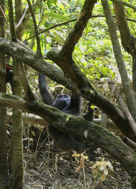 Lowland Gorilla Swinging Playing In Tree Stock Image Image Of Gabon