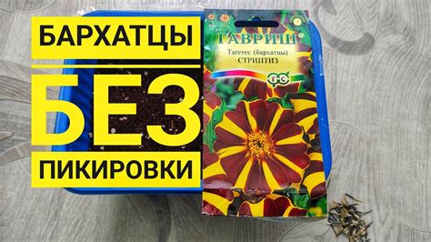 Сажаем бархатцы, без пикировки. Букетный способ. - YouTube