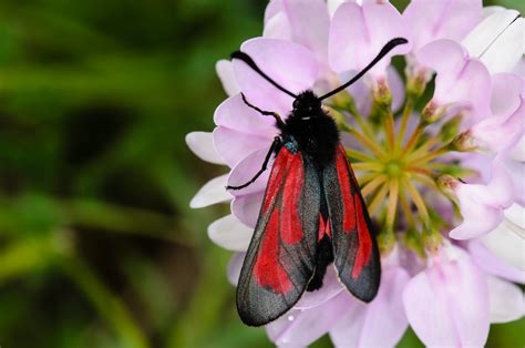 Zygaena Minos Purpuralis Bibernell Widderchen Thymian Flickr