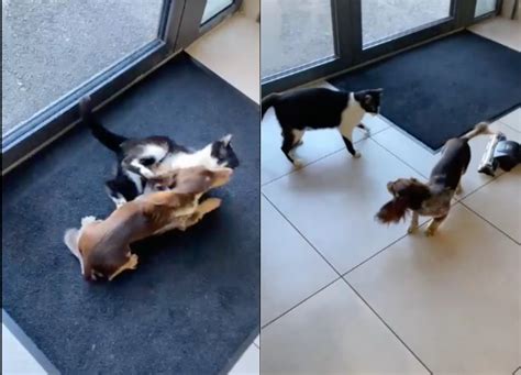 People Obsessed With Video of Cat and Dachshund Playing Together at the Vet - Newsweek