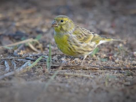 Serin Bird Facts (Serinus serinus) | Birdfact