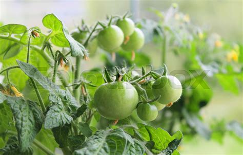 Tomato Fruit Ripe Stock Image Colourbox
