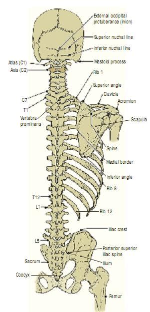 skeleton of the back 5 ~ Medical Encyclopedia