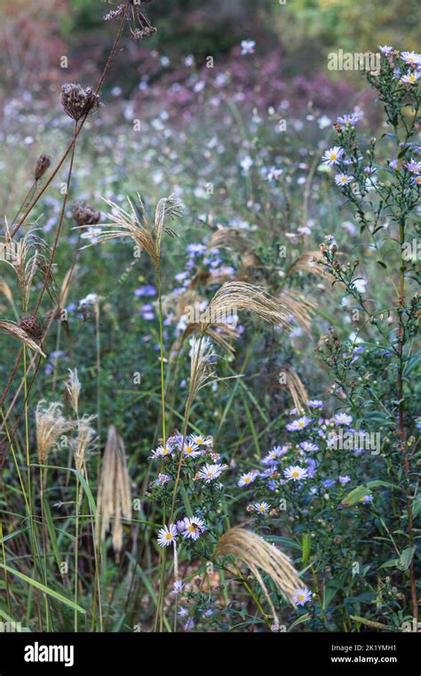 Golden Yellow Flowerheads Of Miscanthus Nepalensis With Symphyotrichum Turbinellum In