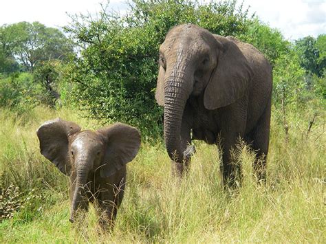How To Help Endangered Elephants Divisionhouse21