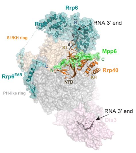 RNA Decay | Sloan Kettering Institute