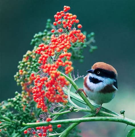 18 Amazingly Beautiful Birds Photography by John Soong - Design Swan