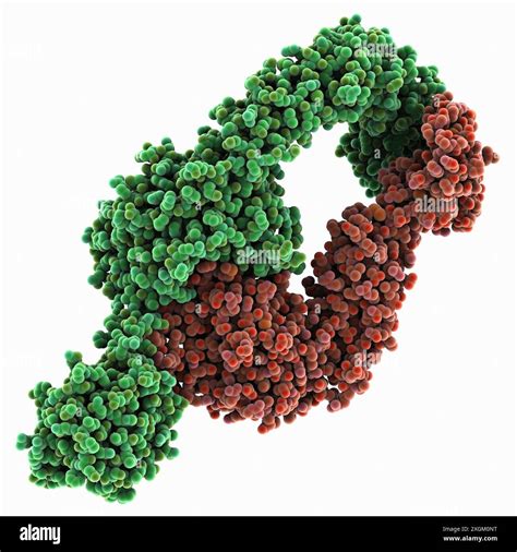 Molecular Model Of The Human Integrin Alpha E Beta Dimer The Alpha