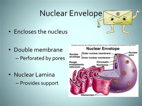 Nuclear Envelope Description And Function
