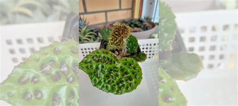 Бегония Меланобулата купить в Хабаровске | Товары для дома и дачи | Авито