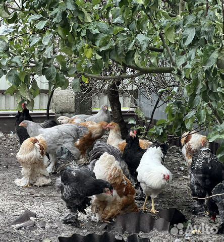 Инкубационное яйцо породных кур купить в Брянске | Животные и зоотовары ...