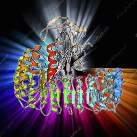 Ribonuclease Bound To Inhibitor Stock Image F009 6023 Science Photo Library