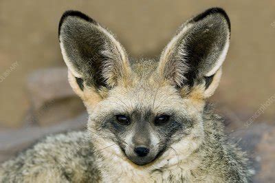 bat eared fox stock image  science photo library