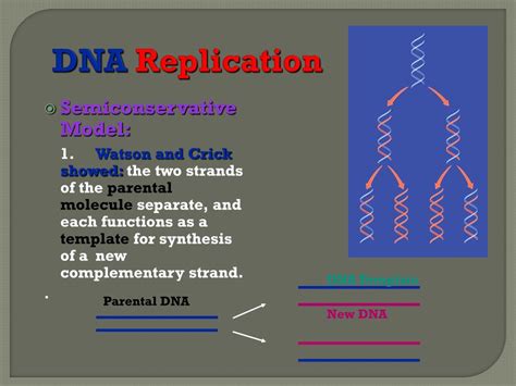 Ppt Dna Replication Powerpoint Presentation Free Download Id2524182