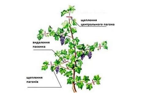 Виноградарі з невеликим досвідом часто задають питання: чи можна ...