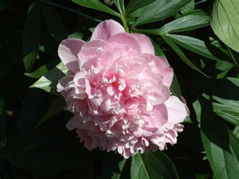 Sizzling Hot Deluxe Sizzling Hot Deluxe Hack