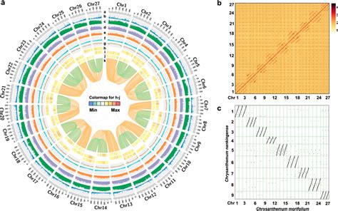 Overview Of The C Morifolium Genome A Circus Plot Showing The Genomic