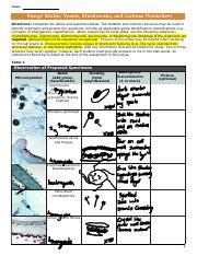 Exploring Fungi Molds Yeasts Mushrooms Lichens Analysis Course Hero