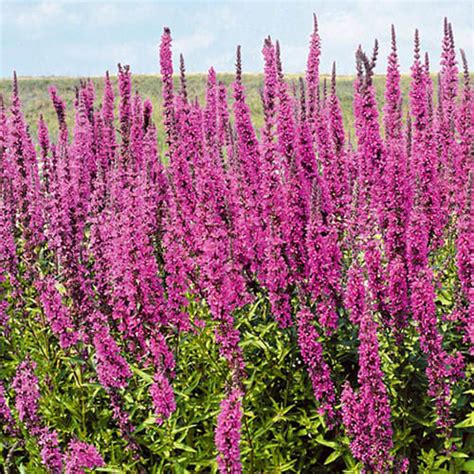 Купить дербенник иволистный Morden Pink (Моден Пинк)