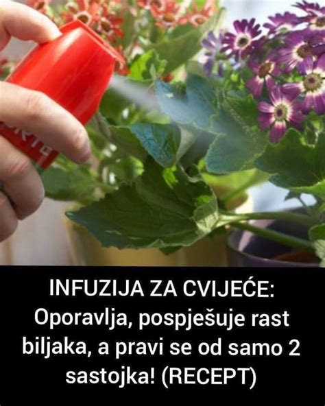 Pogledajte Kako Napraviti Infuziju Za Cvije E Od Samo Dva Sastojka