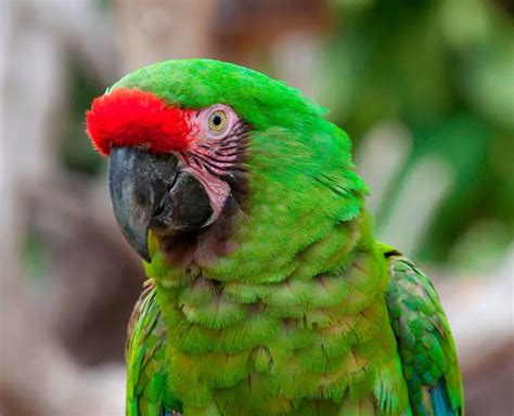 Guacamaya Verde 】características Alimentación Hábitat Extinción Y Más