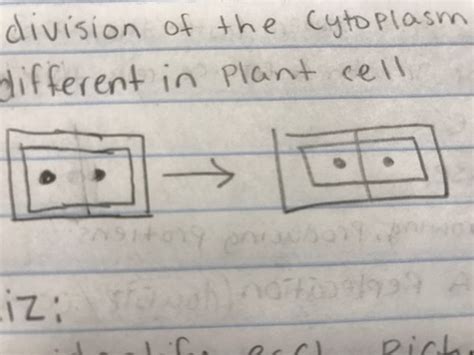 Cell Division Flashcards Quizlet