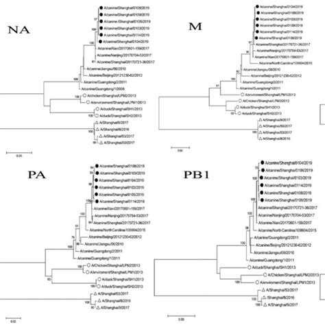 Phylogenetic Trees Of The Ha Na M Np Ns Pa Pb1 And Pb2 Genes Of