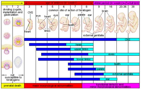 Teratogens Developmental Psychology A Canadian Perspective