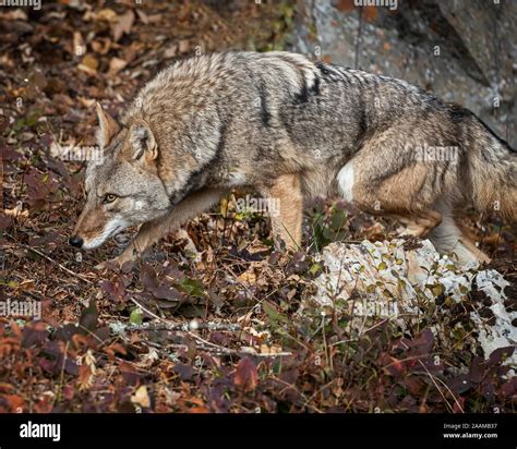 Wiley Coyote Hi Res Stock Photography And Images Alamy