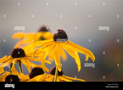 Black Eyed Susan Stock Photo Alamy