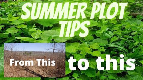 Summer Food Plot Planting Tips Youtube