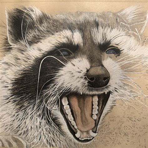 Screaming Raccoon work in progress with pastel pencils. Fun subject! : r/drawing