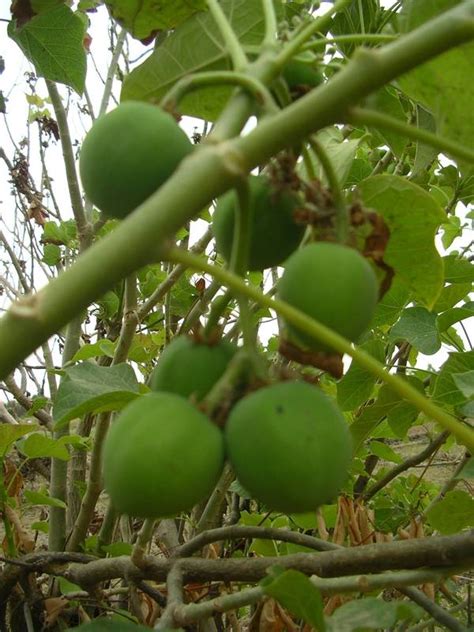 West African Plants A Photo Guide Jatropha Curcas L