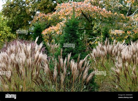 Miscanthus Kleine Silberspinnemixed Grassesmixed Grass Combination