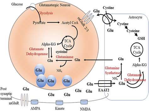 Frontiers Ceftriaxone As A Novel Therapeutic Agent For