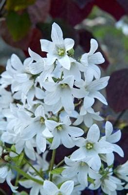 Интернет-магазин садовода ДЕЛЁНКА - Колокольчик Avalanche (Camblo, Эвеланш)