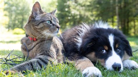 Perros Y Gatos Podrían Transmitir A Los Dueños Bacterias Resistentes Enfoque Noticias