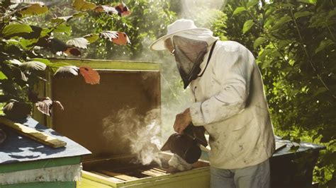 Почему дым «успокаивает» пчел?: masterok — LiveJournal